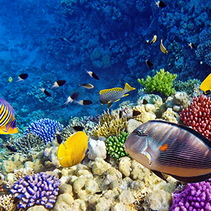 ذخایر بستر دریا